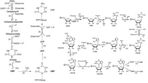 Nucleotide Biosynthesis Pathways – Salvage pathway and De novo synthesis