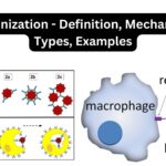 Opsonization - Definition, Mechanism, Types, Examples