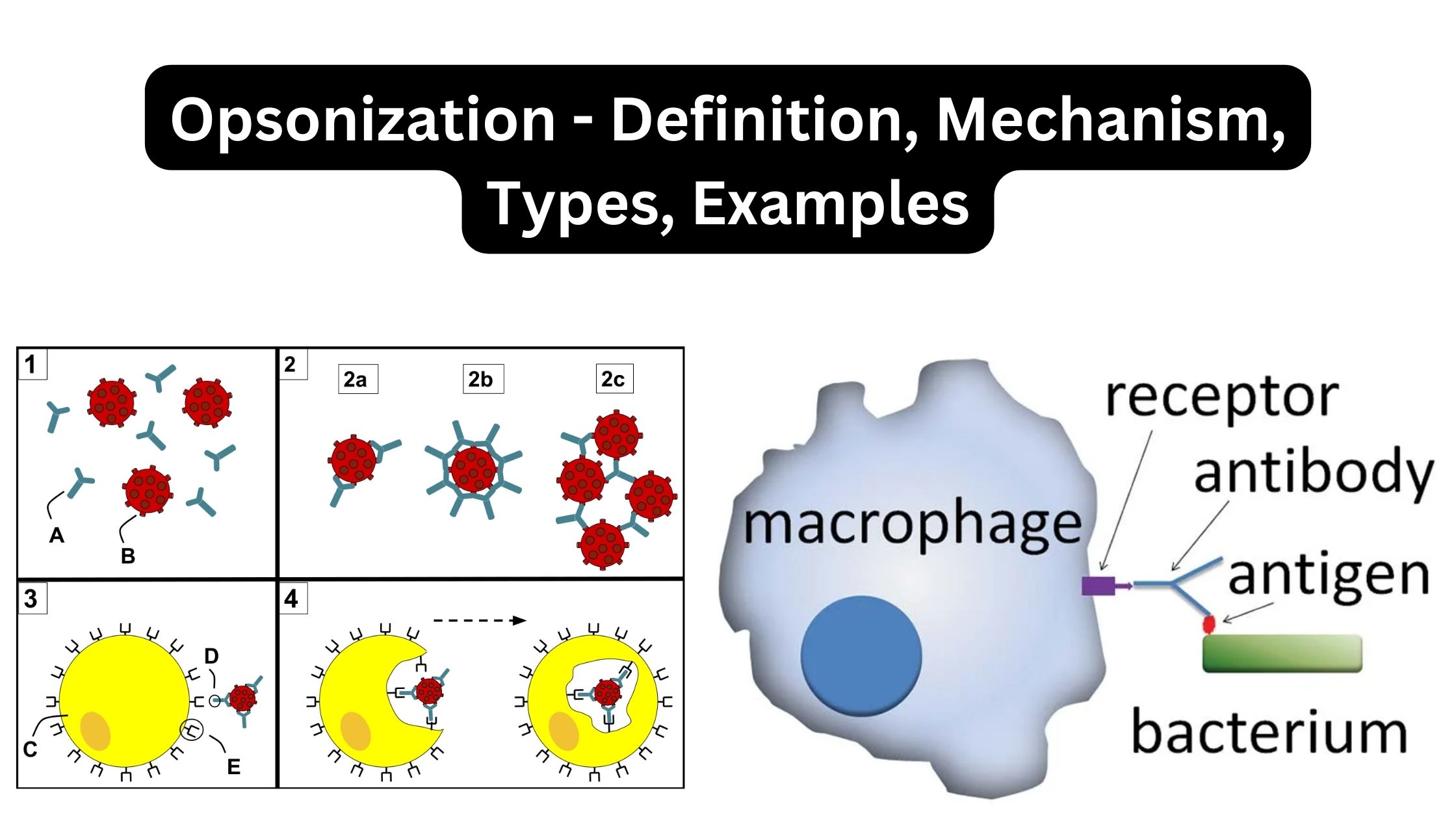 Opsonization - Definition, Mechanism, Types, Examples