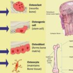 Ossification (Bone Growth and Development) - Definition, Steps, Importance