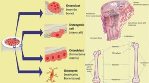 Ossification (Bone Growth and Development) – Definition, Steps, Importance