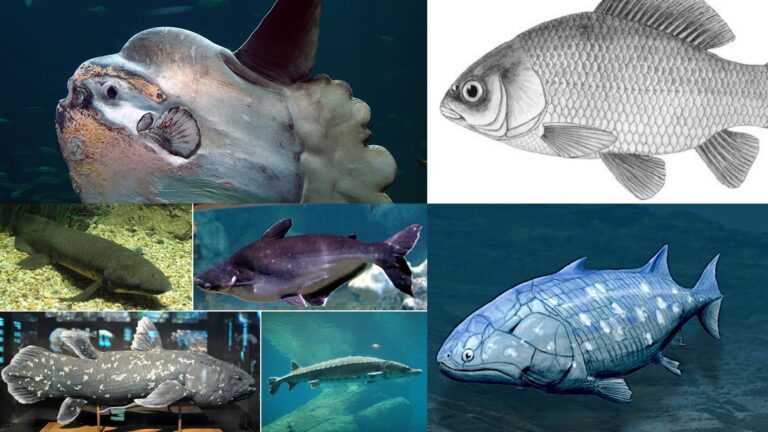 Osteichthyes - Characteristics, Classification and Examples