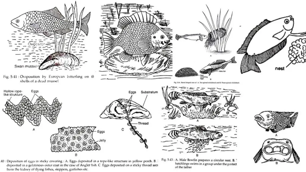 parental-care-in-fishes-different-methods-with-examples-biology