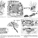 Parental Care in Fishes - Different Methods with Examples