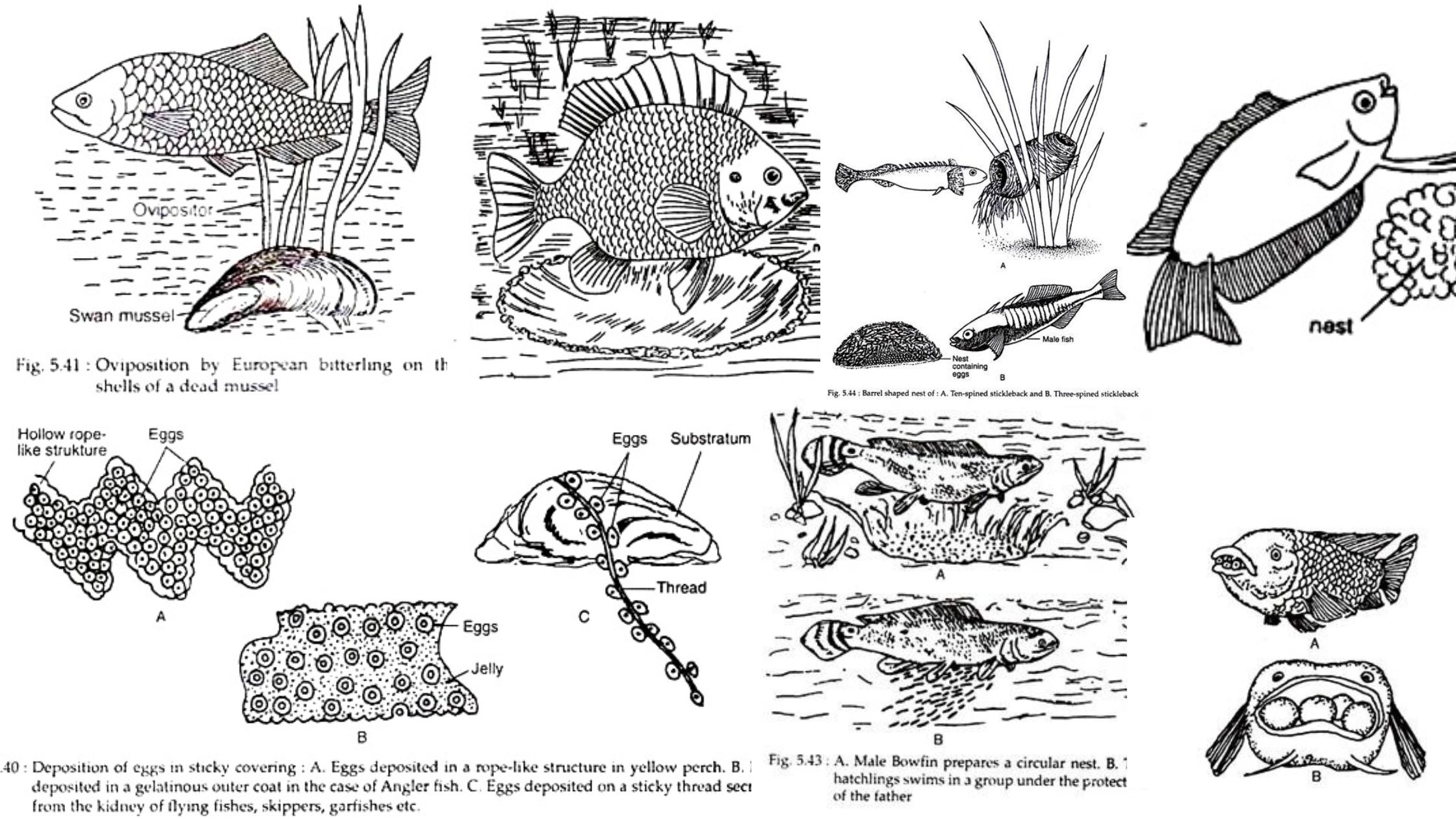 Parental Care in Fishes - Different Methods with Examples