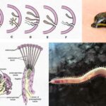 Phylum Annelida - Definition, Characteristics, Classification, Examples