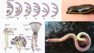 Phylum Annelida – Definition, Characteristics, Classification, Examples