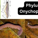 Phylum Onychophora - Characteristics, Classification