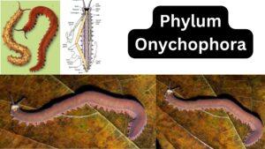 Phylum Onychophora – Characteristics, Classification