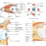 Physiology of Vision - Eye Structure, Function, Vision Mechanism