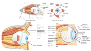 Physiology of Vision – Eye Structure, Function, Vision Mechanism