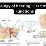 Physiology of hearing - Ear Structure, Functions