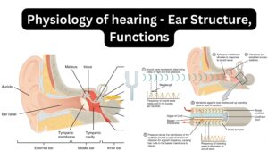 Physiology of hearing – Ear Structure, Functions