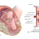 Placenta - Definition, Structure, Types, Functions