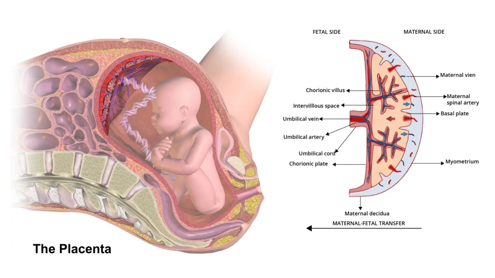 what-is-developmental-biology-biology-notes-online