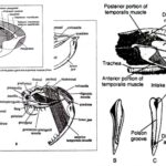 Poison Apparatus And The Biting Mechanism of Snakes