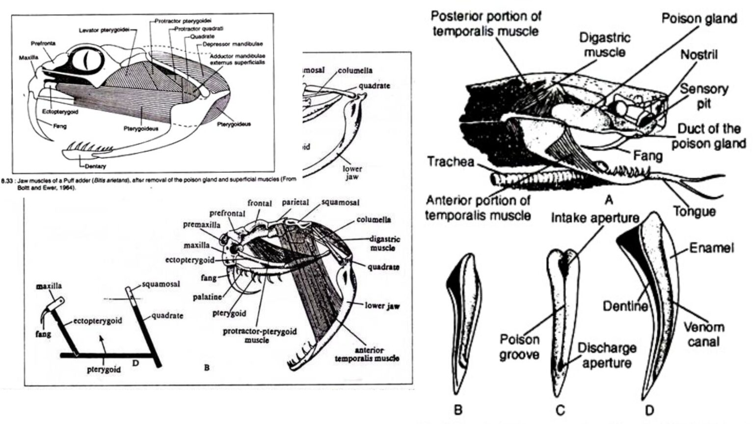 Zoology biology notes online
