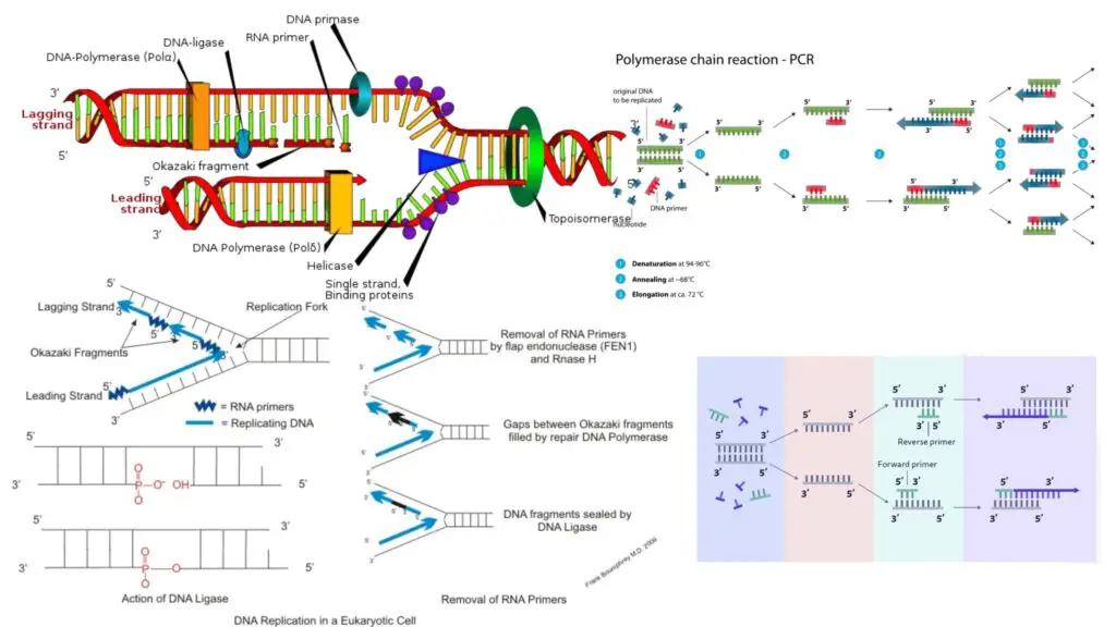 Primer - Definition, Primer Design, Types, Online Tools, Uses - Biology ...