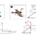 Principles and aerodynamics of flight in Aves (bird) and Flight adaptations