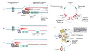 Prokaryotic DNA Replication – Enzymes, Steps