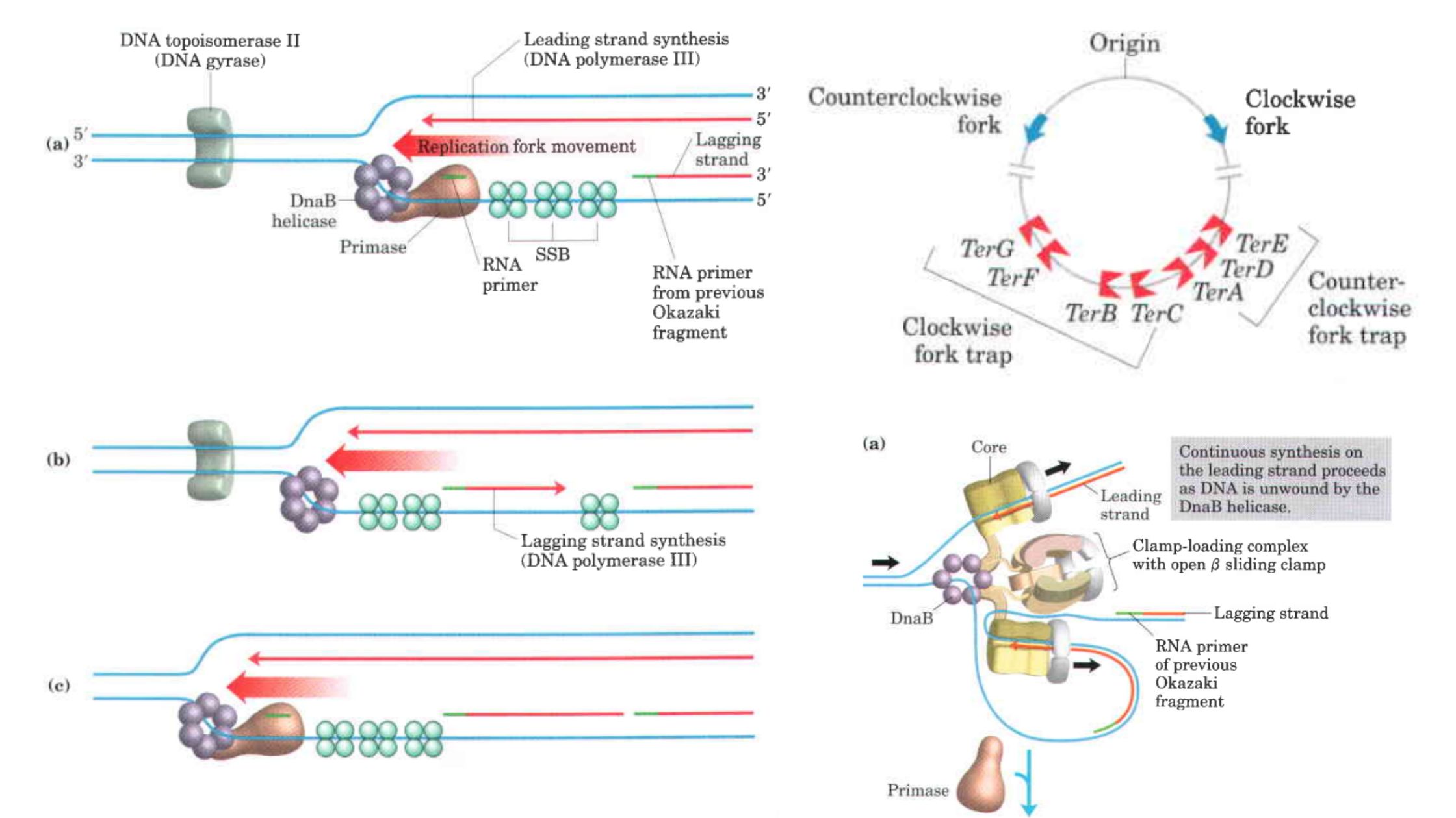 Prokaryotic DNA Replication - Initiation, Elongation, Termination