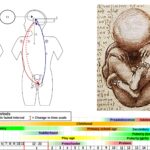 Puberty - Definition, Importance, Changes in Male and Female