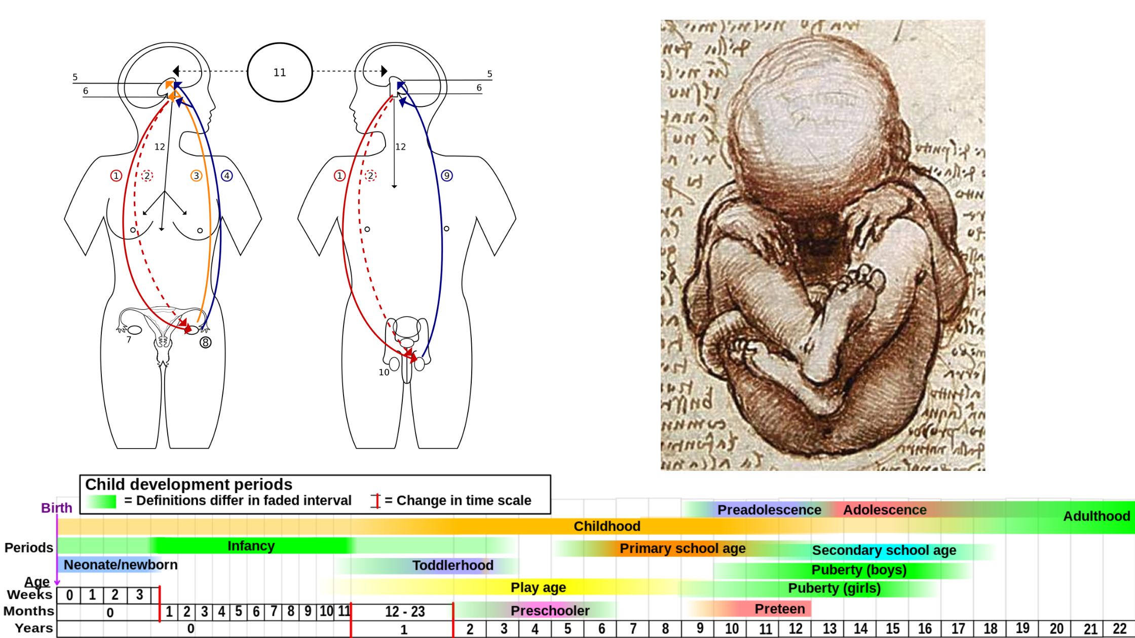 Puberty - Definition, Importance, Changes in Male and Female