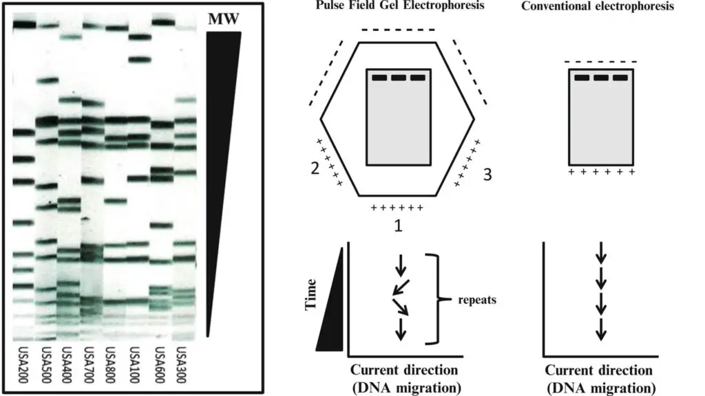 Pulse Field Gel Electrophoresis (PFGE) Protocol - Biology Notes Online