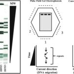 Pulse Field Gel Electrophoresis (PFGE) Protocol