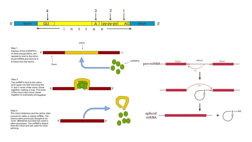 RNA Splicing - Definition, Types, Mechanisms - Biology Notes Online