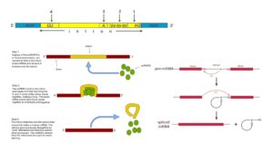 RNA Splicing – Definition, Types, Mechanisms