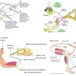 Reflex Action - Definition, Types, Mechanism & Examples