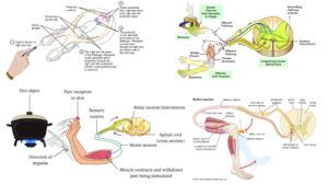 Reflex Action – Definition, Types, Mechanism & Examples
