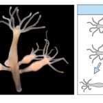 Regeneration - Definition, Types, Mechanism