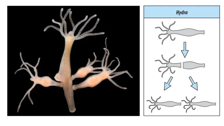 Regeneration - Definition, Types, Mechanism
