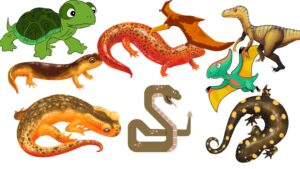 Reptilia – Definition, Characteristics, Classification