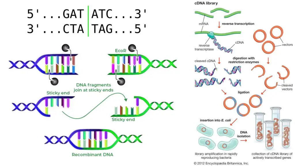 Restriction Enzyme (Restriction Endonuclease) - Definition, Types ...