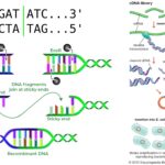 Restriction Enzyme (Restriction Endonuclease) - Definition, Types, Examples, Functions