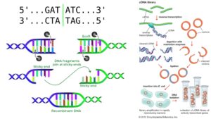 Restriction Enzyme (Restriction Endonuclease) – Definition, Types, Examples, Functions