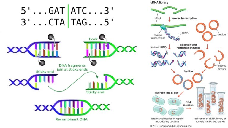 Restriction Enzyme (Restriction Endonuclease) - Definition, Types, Examples, Functions