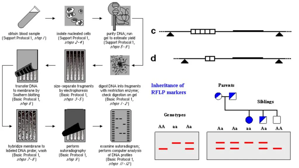 Restriction Fragment Length Polymorphism (RFLP) - Biology Notes Online