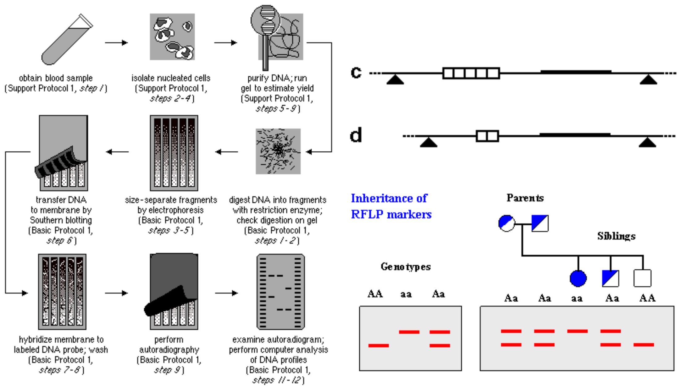 Restriction Fragment Length Polymorphism (RFLP)