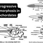 Retrogressive Metamorphosis in Urochordates