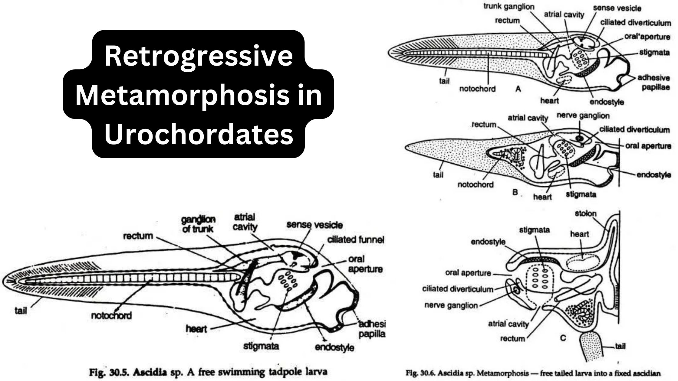 Zoology - Biology Notes Online