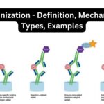 Sandwich ELISA - Definition, Principle, Steps, Advantages