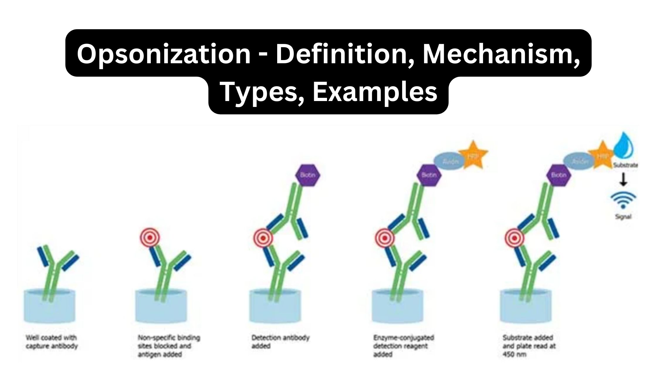 Sandwich ELISA - Definition, Principle, Steps, Advantages