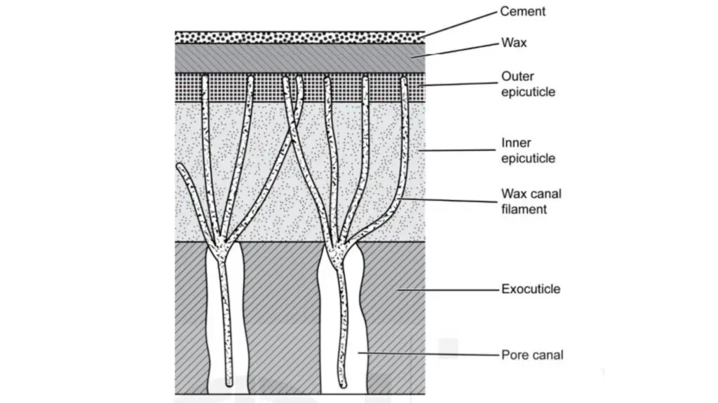 Section through the epicuticle of insect