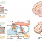 Sensory Receptors - Definition, Types, Mechanism, Functions