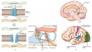 Sensory Receptors – Definition, Types, Mechanism, Functions