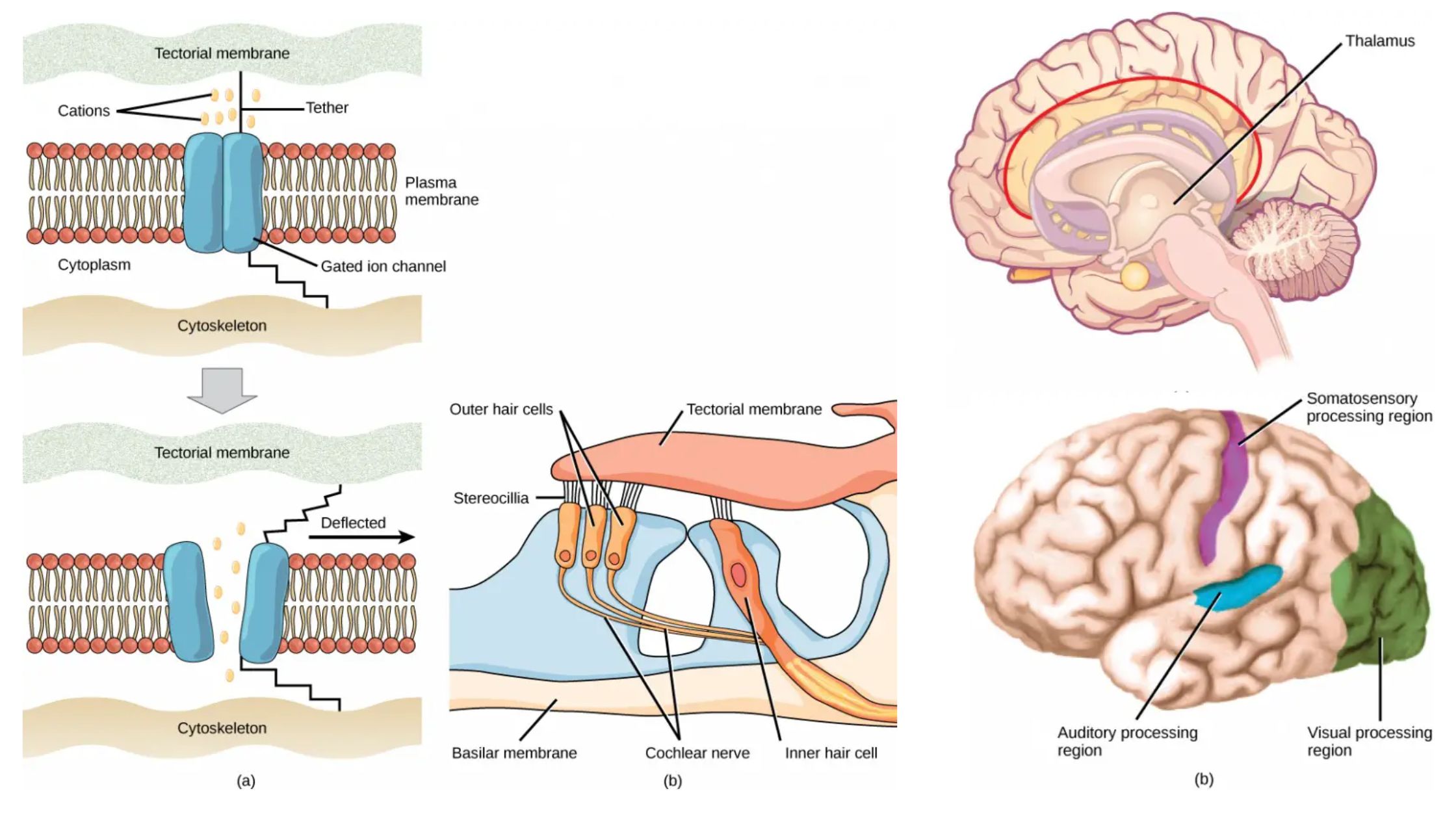 Sensory Receptors - Definition, Types, Mechanism, Functions